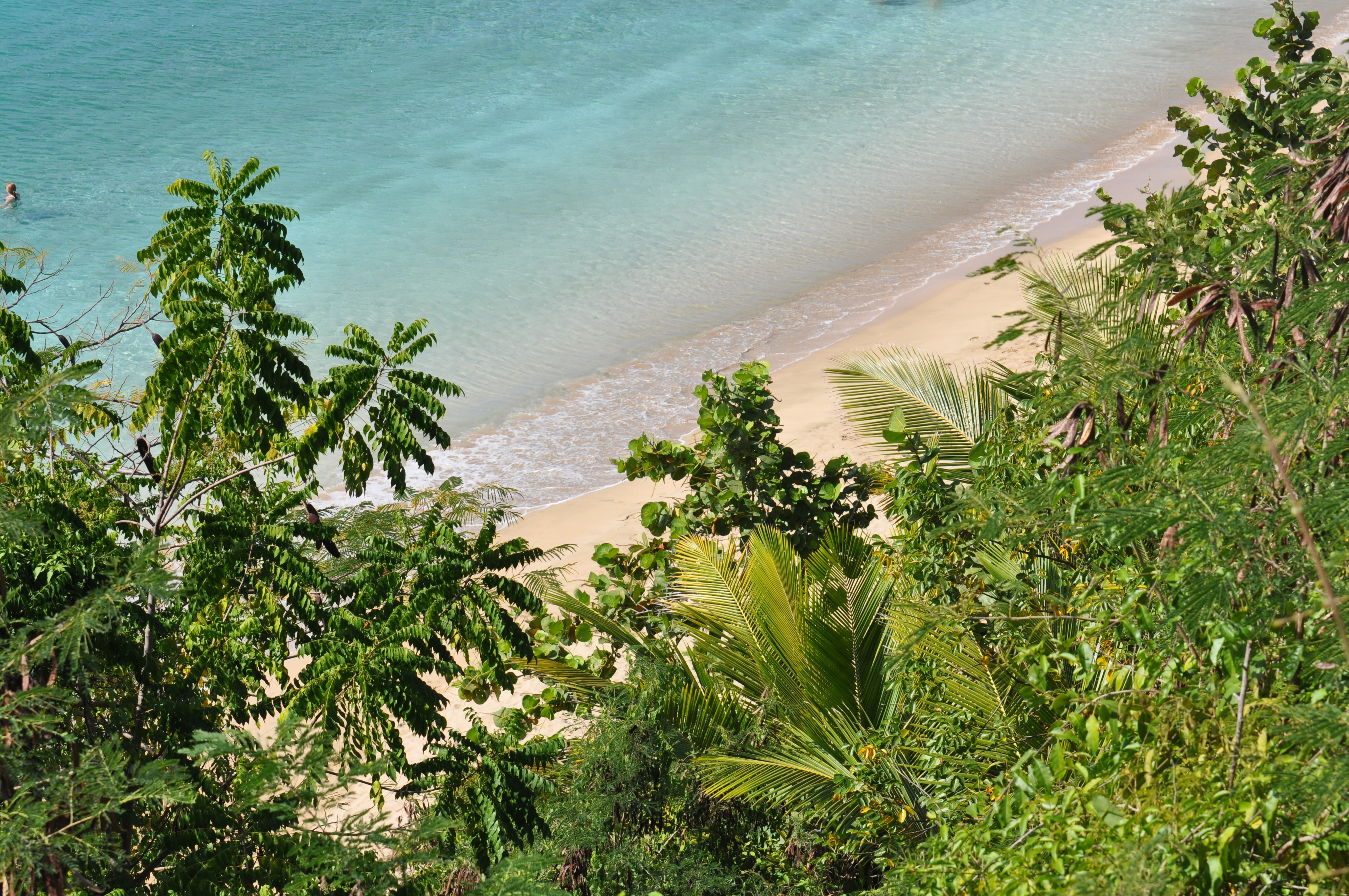 Turquoise, Water, Puerto Rico, Palms, Sea, Beach